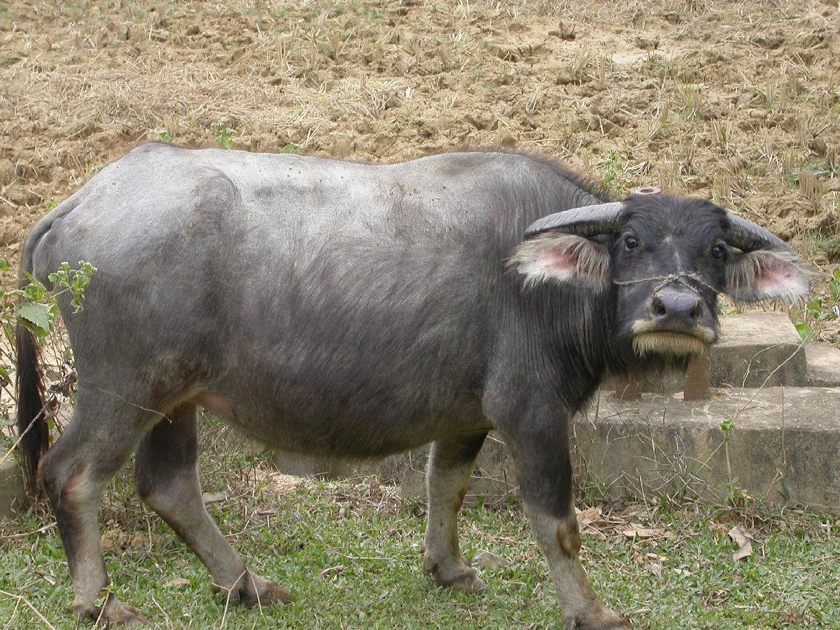 Bovidae Bubalus bubalis