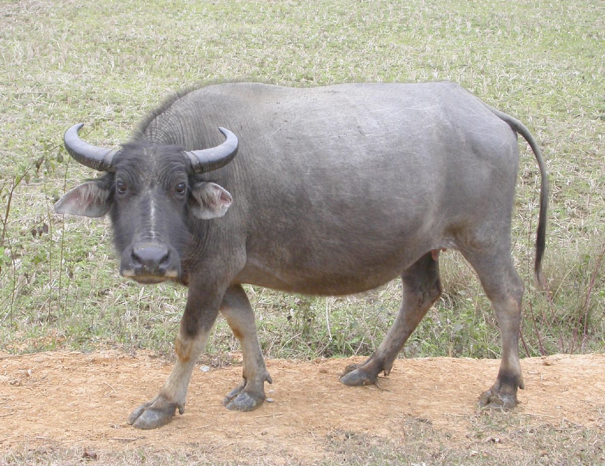 Bovidae Bubalus bubalis
