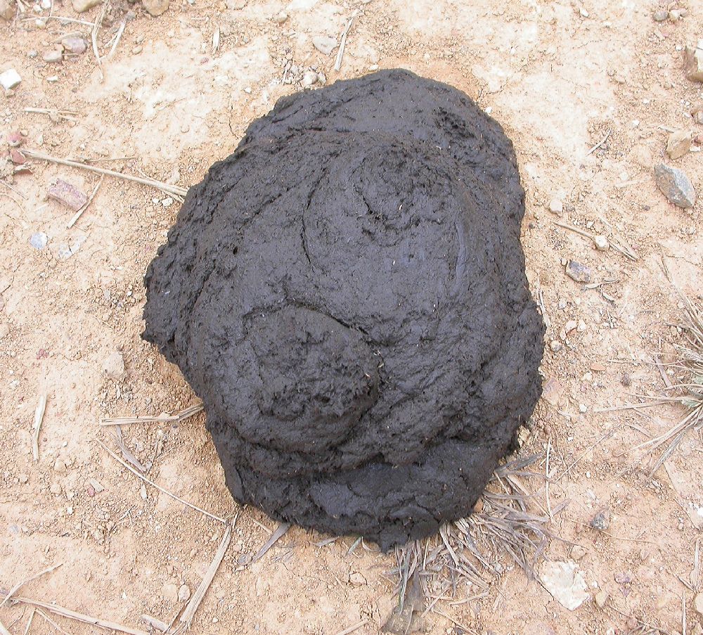 Bovidae Bubalus bubalis