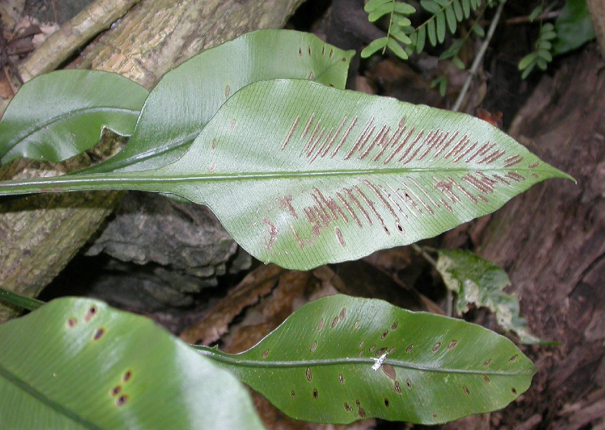 Aspleniaceae Asplenium 