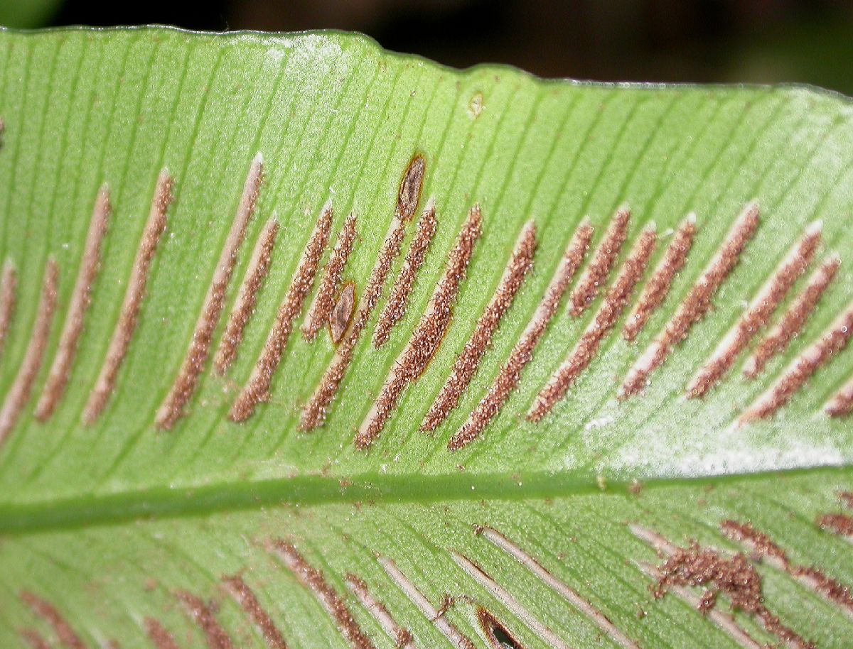 Aspleniaceae Asplenium 