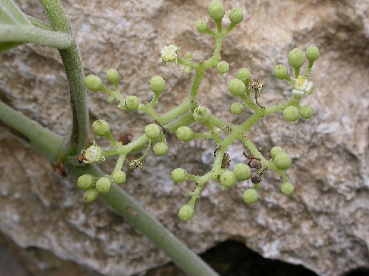 Vitaceae Cayratia 