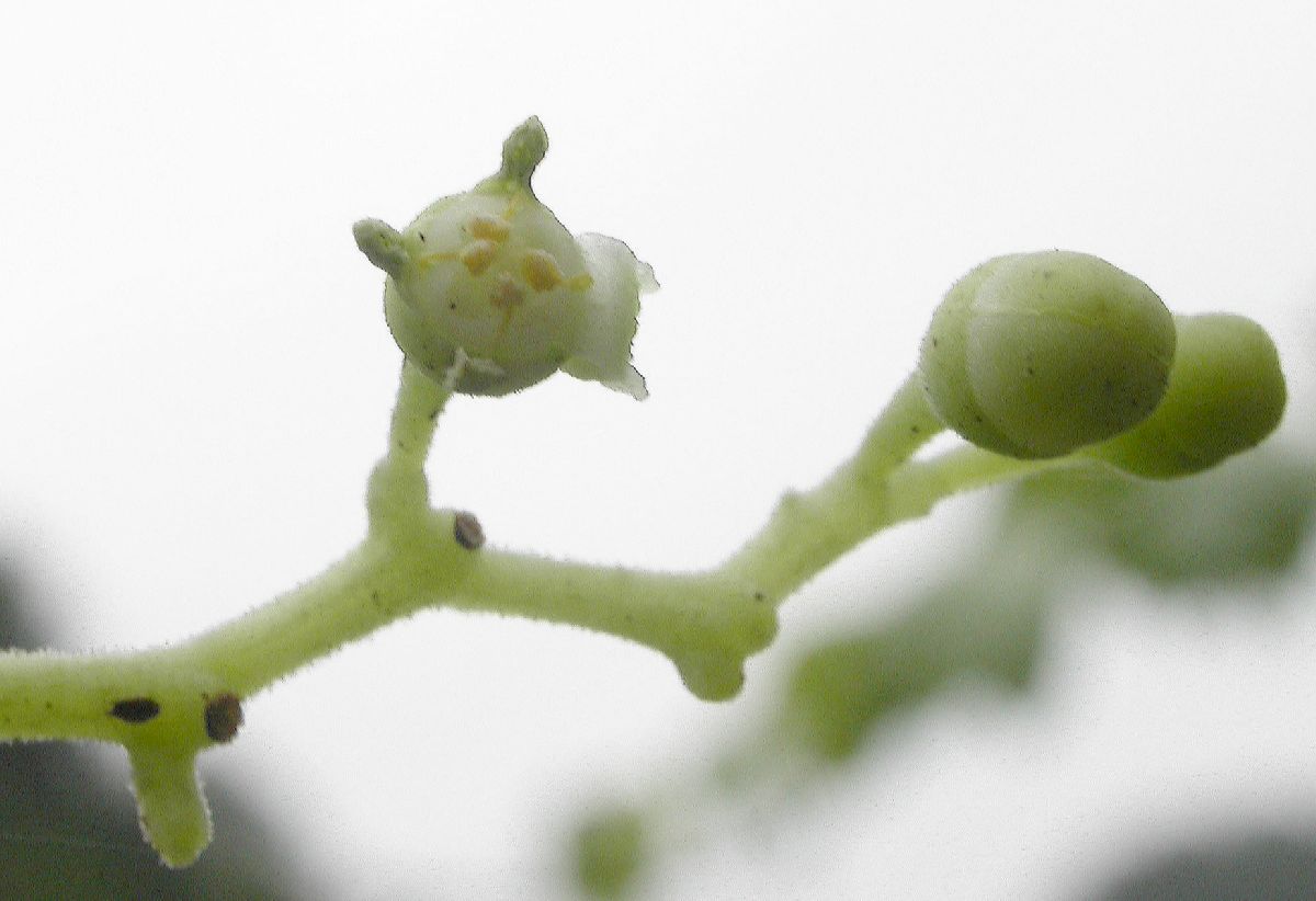 Vitaceae Cayratia 