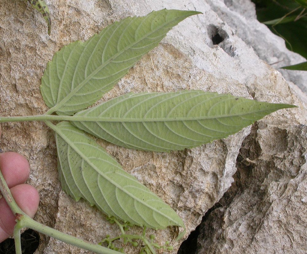 Vitaceae Cayratia 