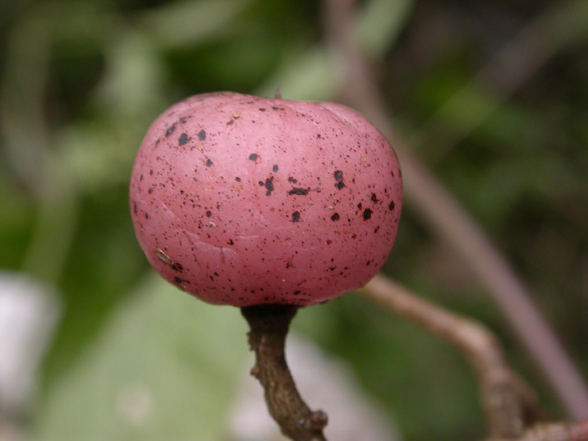 Vitaceae Cayratia 