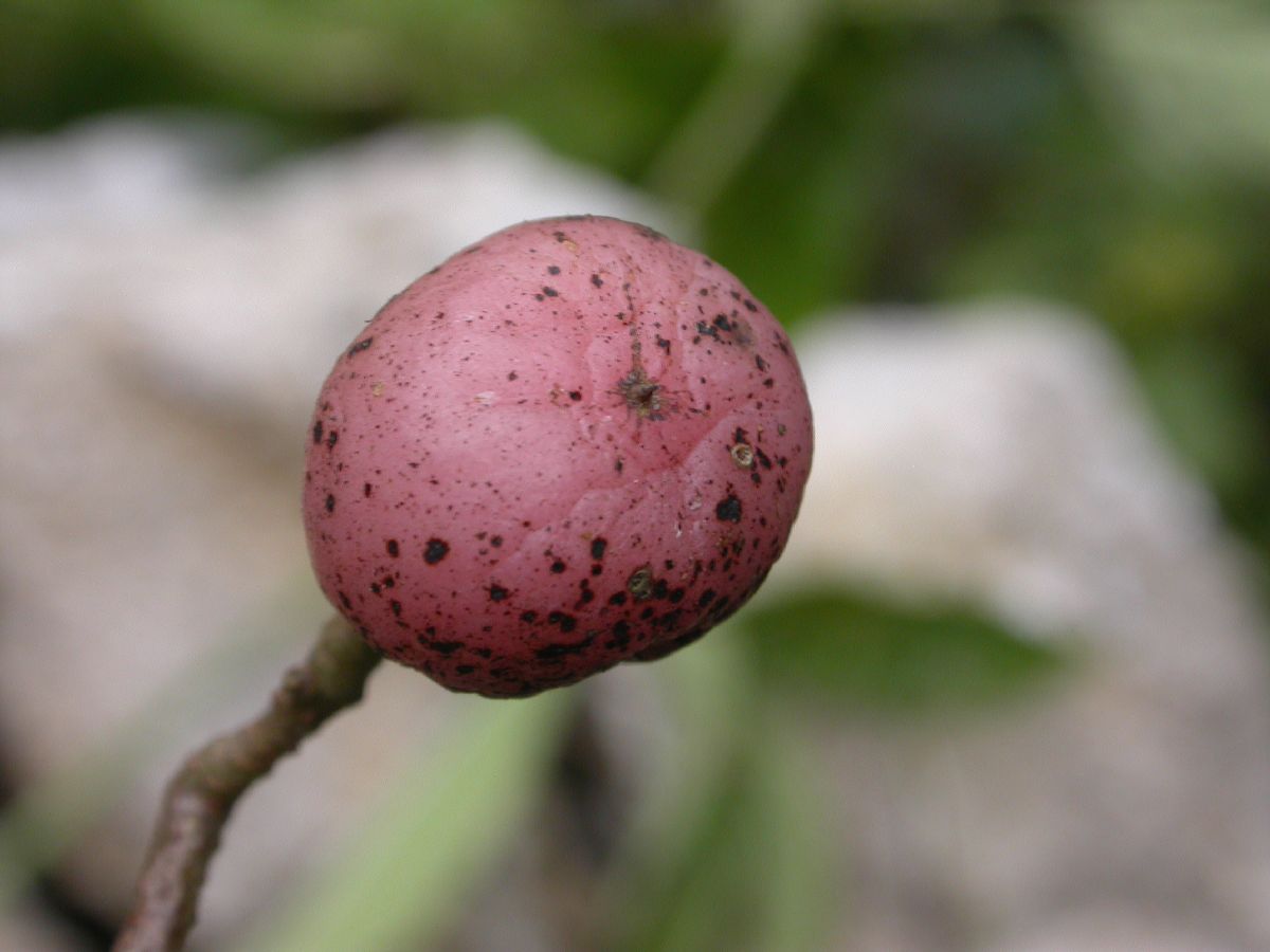 Vitaceae Cayratia 