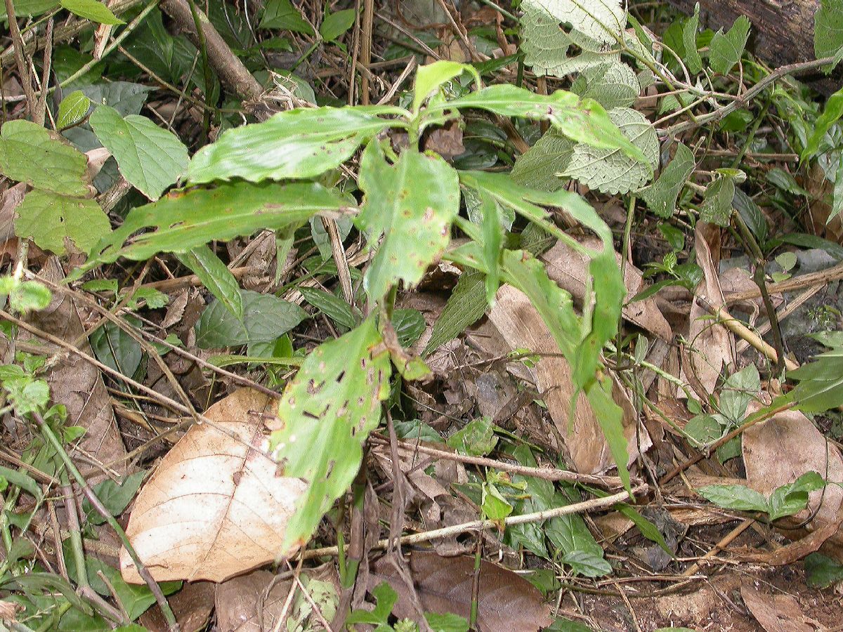 Commelinaceae Pollia thyrsiflora