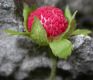 image of Fragaria nilgerrensis