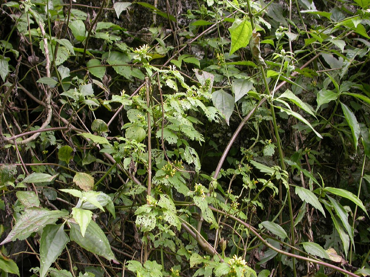 Lamiaceae  