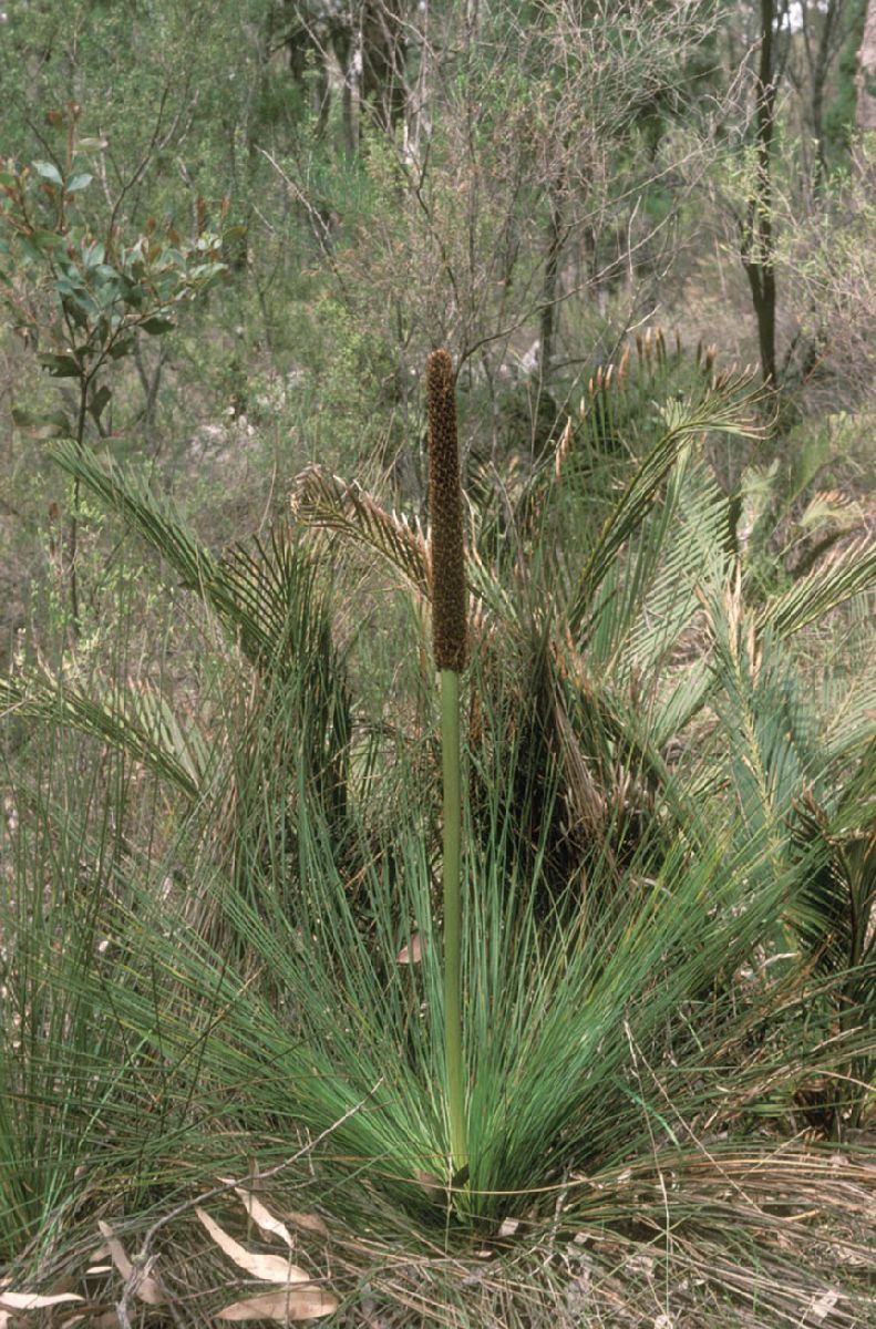 Asphodelaceae Xanthorrhoea 