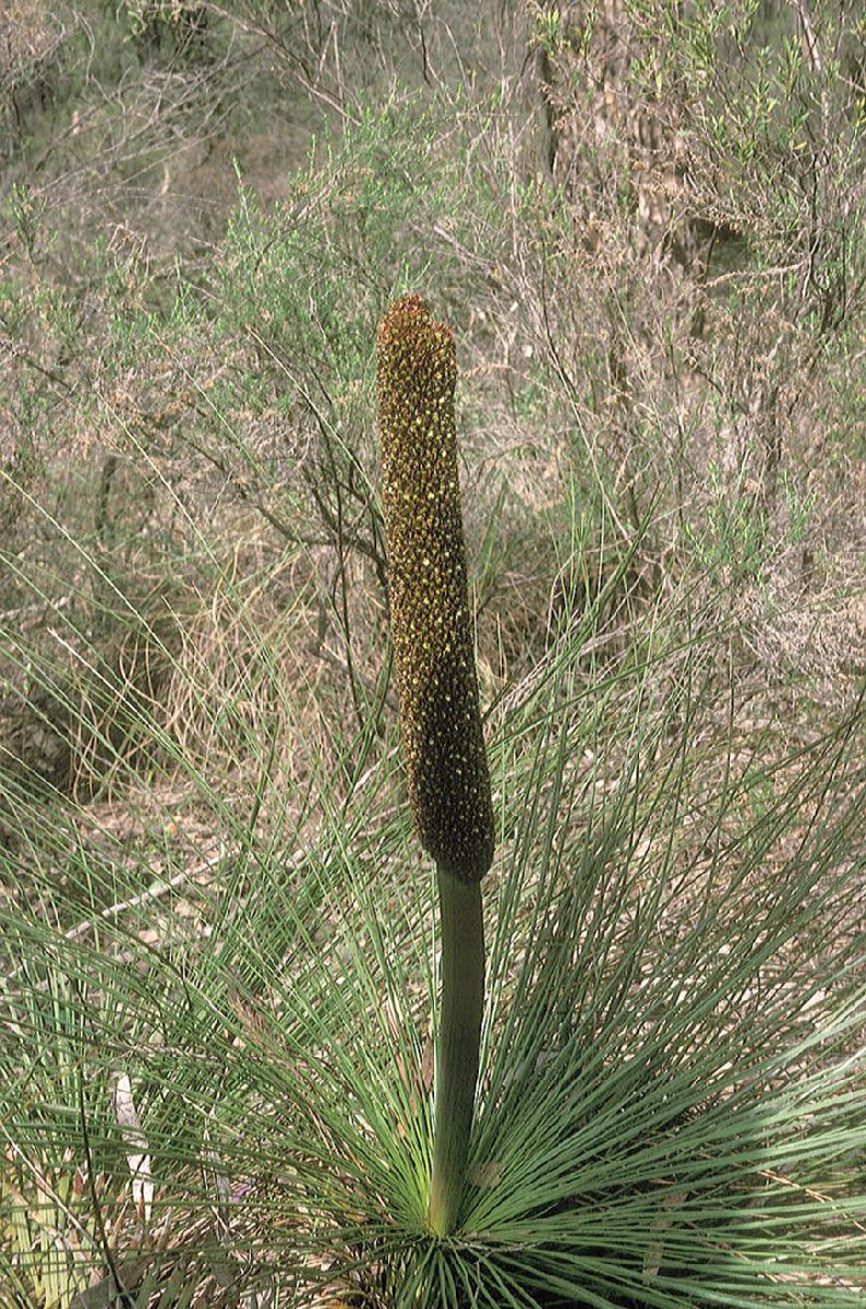 Asphodelaceae Xanthorrhoea 