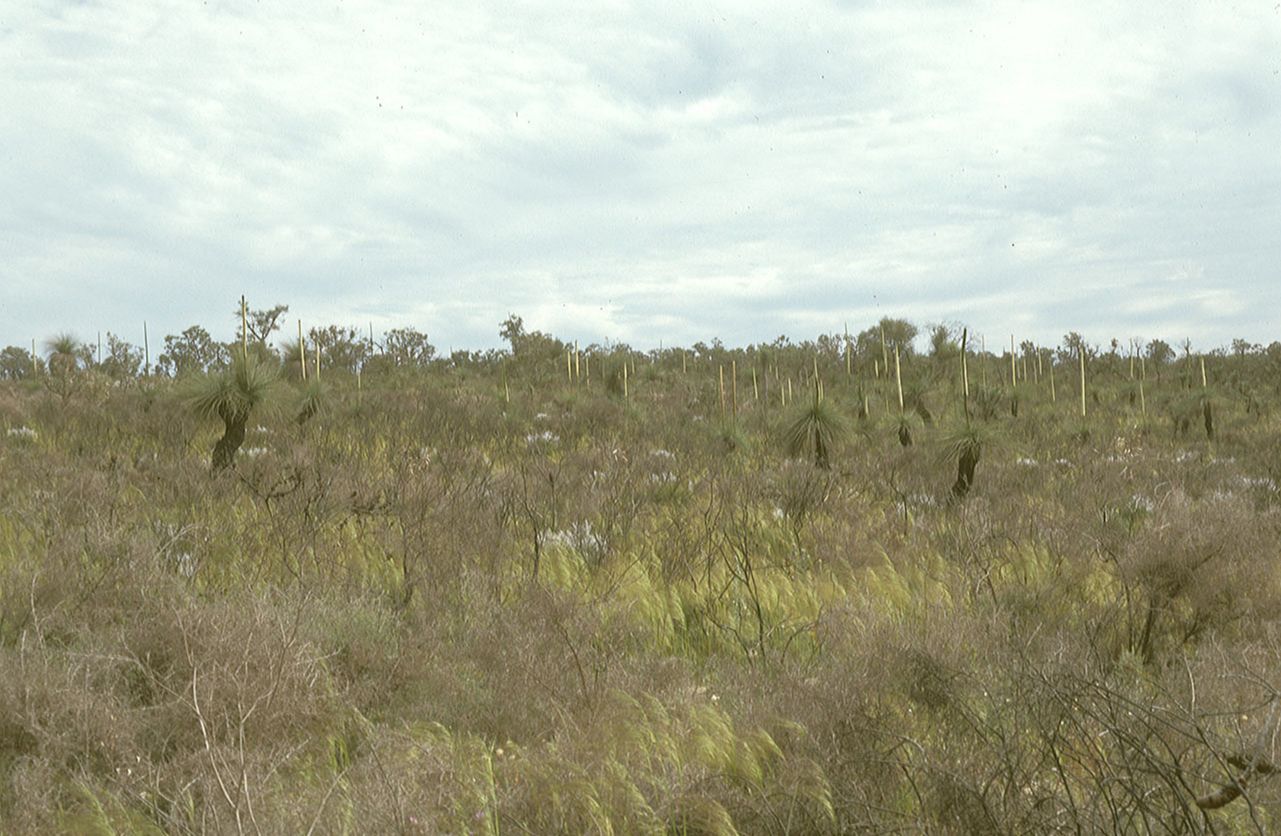 Asphodelaceae Xanthorrhoea 