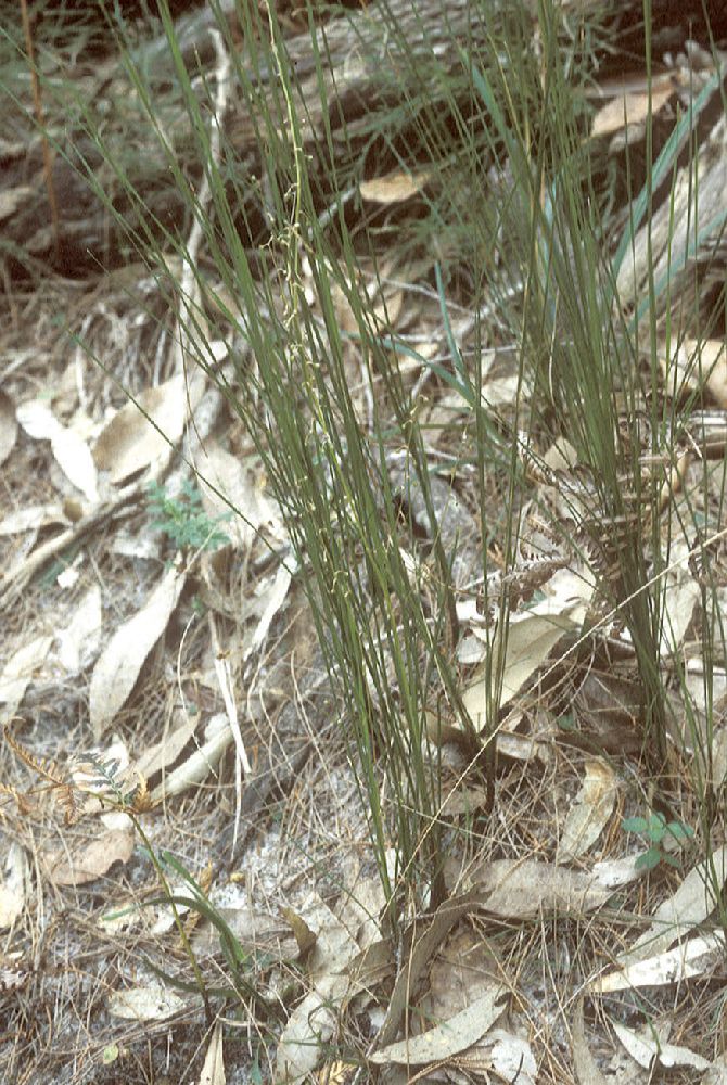 Asparagaceae Lomandra 