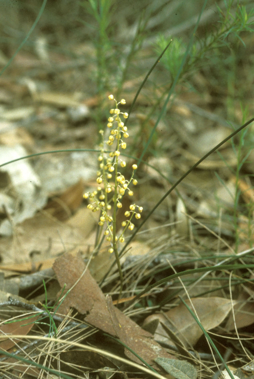 Asparagaceae Lomandra 