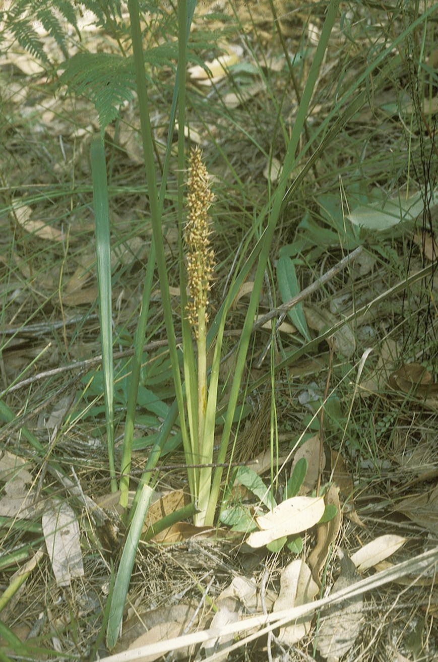 Asparagaceae Lomandra 