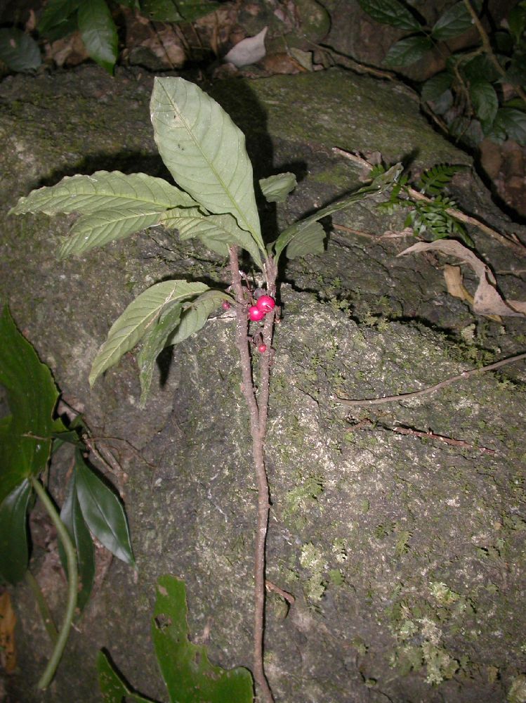 Primulaceae Ardisia 