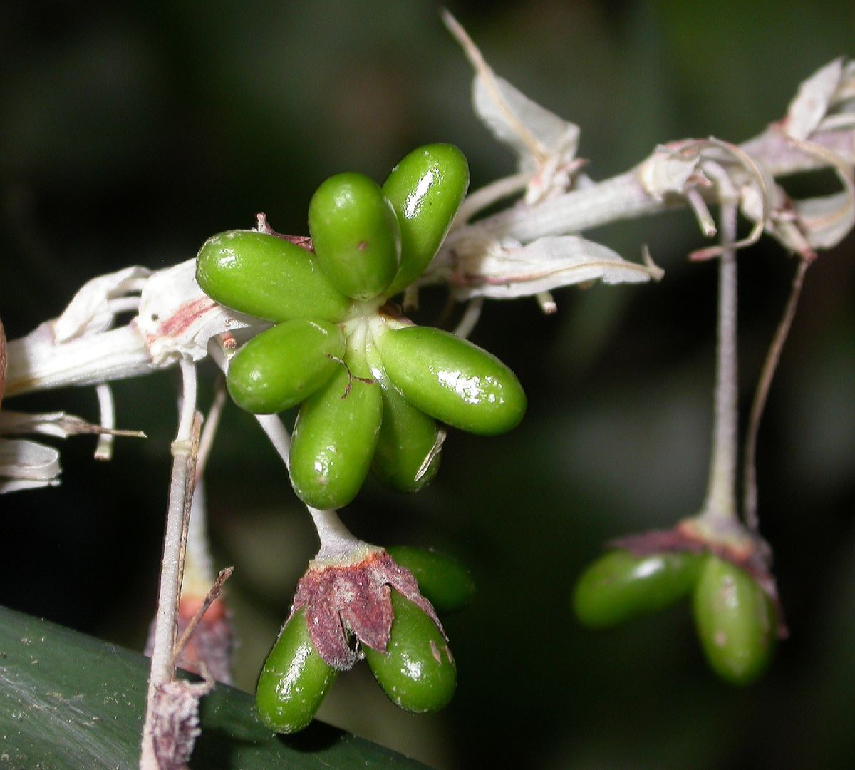 Asparagaceae Ophiopogon dracaenoides