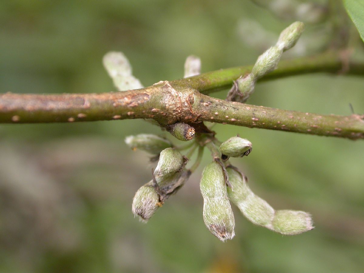 Fabaceae Flemingia macrophylla