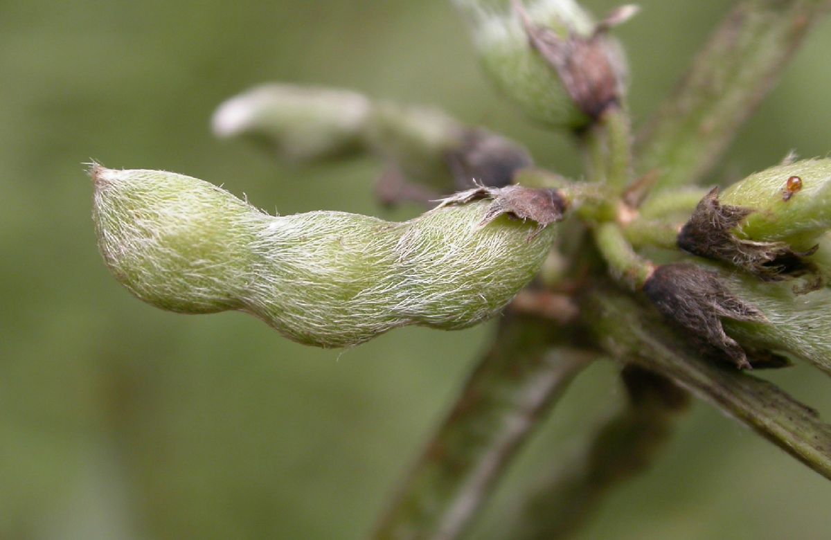 Fabaceae Flemingia macrophylla