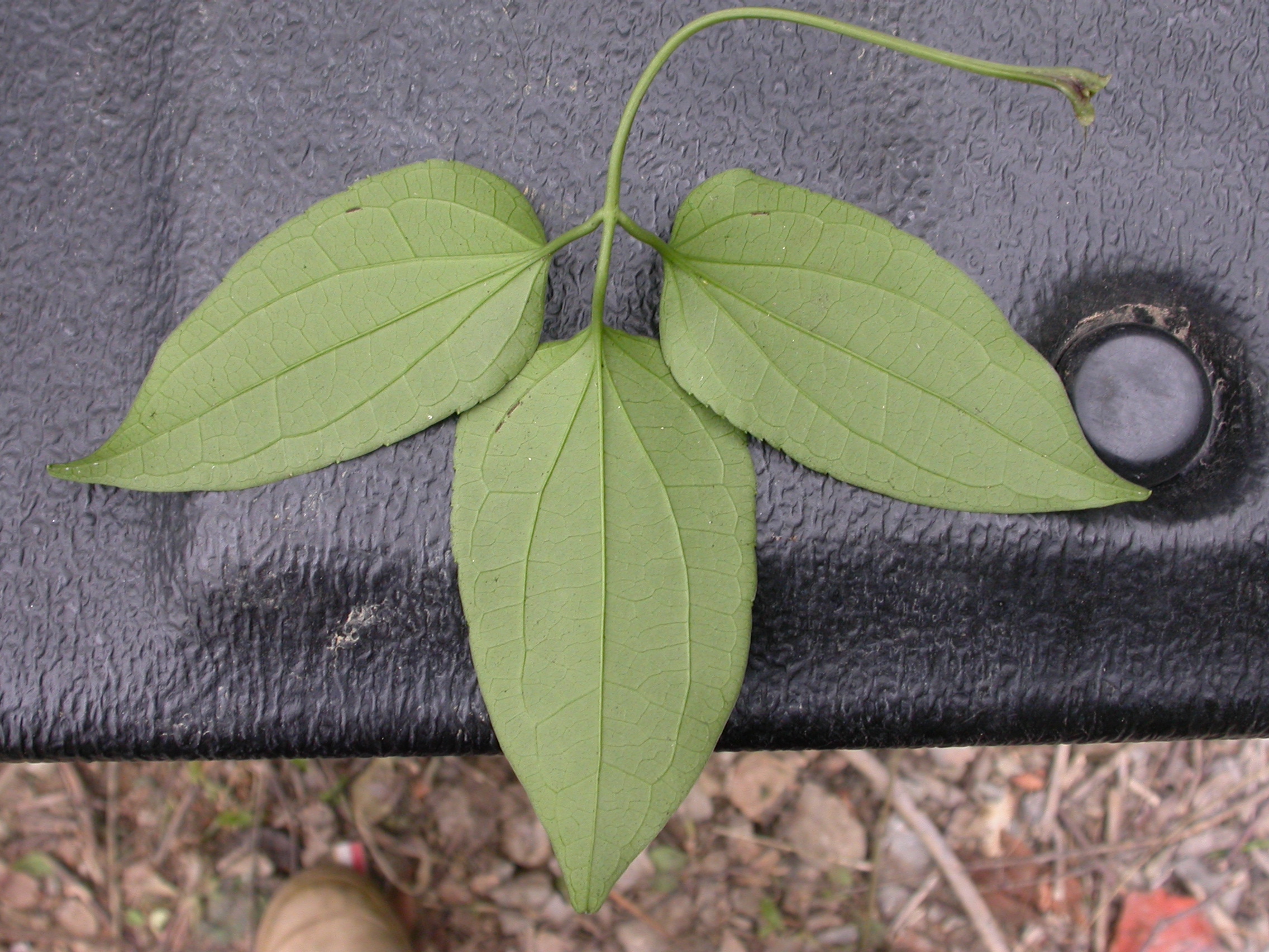 Ranunculaceae Naravelia laurifolia