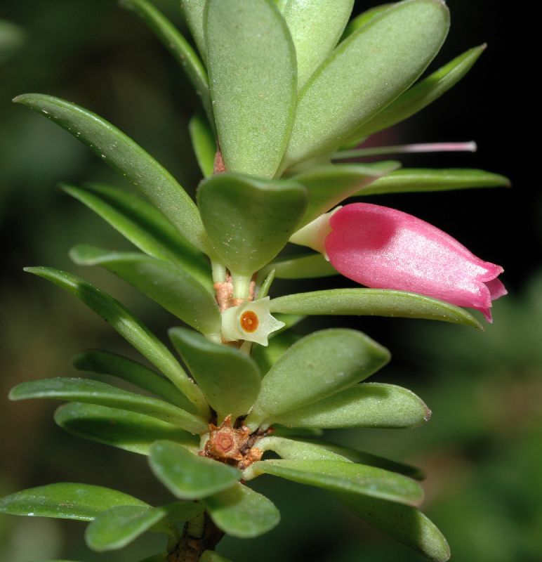 Ericaceae Disterigma rimbachii