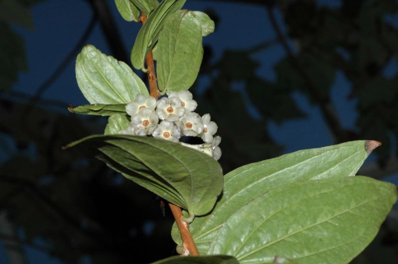 Ericaceae Anthopterus wardii