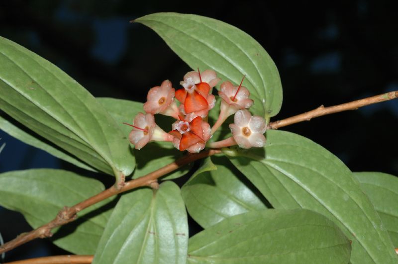 Ericaceae Anthopterus wardii