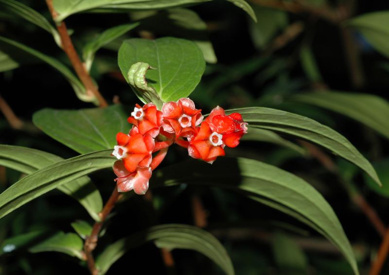 Ericaceae Anthopterus wardii