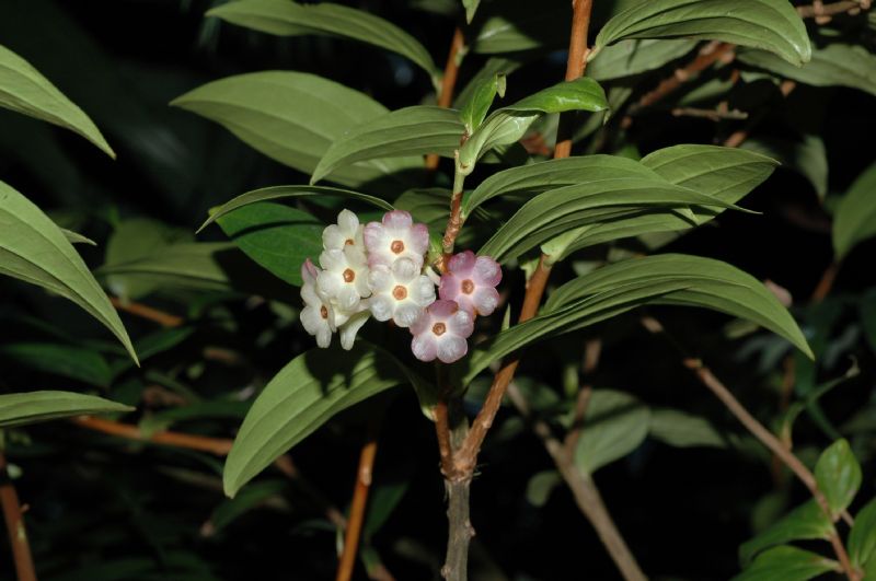 Ericaceae Anthopterus wardii