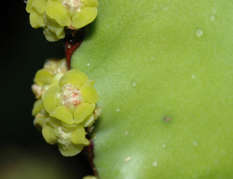 Euphorbiaceae Euphorbia 