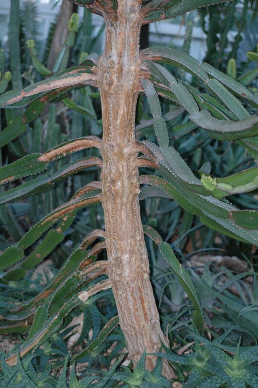 Euphorbiaceae Euphorbia 