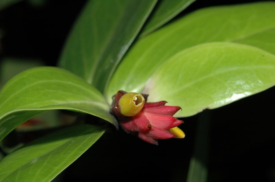 Ericaceae Cavendishia allenii