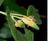 image of Macleania pentaptera