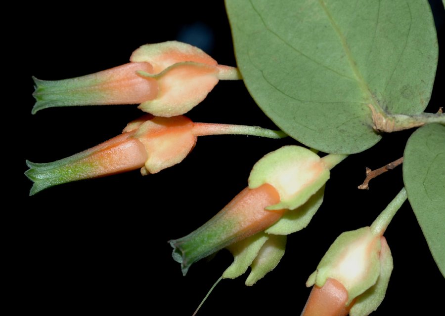 Ericaceae Macleania pentaptera