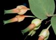 image of Macleania pentaptera