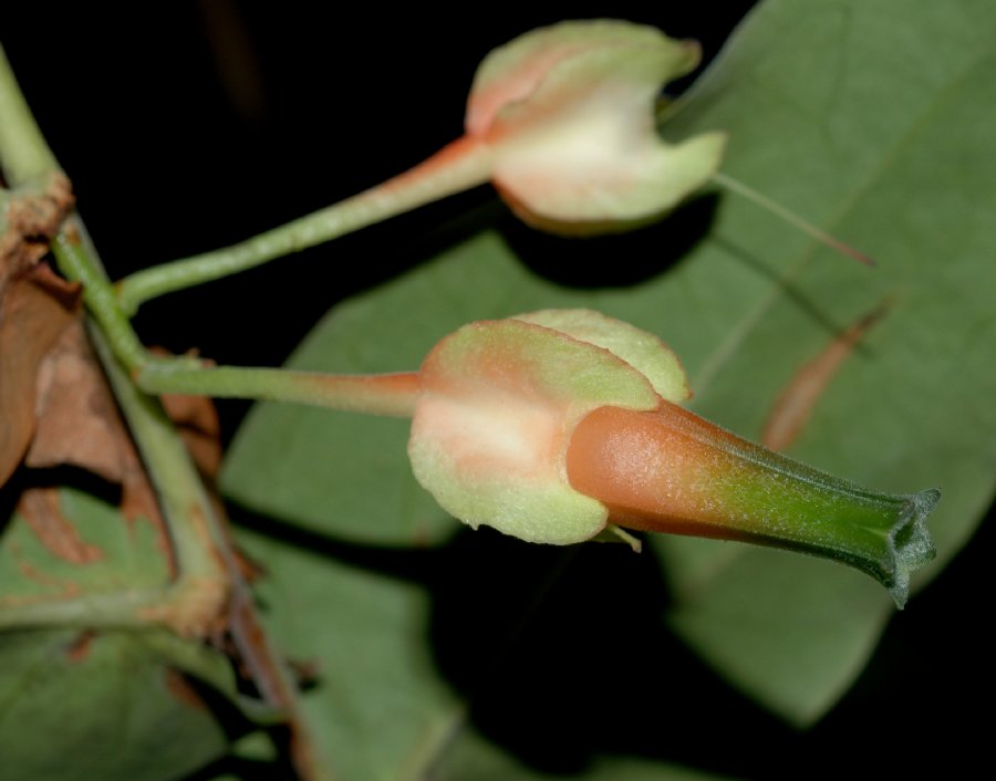 Ericaceae Macleania pentaptera