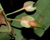 image of Macleania pentaptera