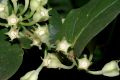 image of Macleania pentaptera