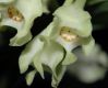 image of Macleania pentaptera