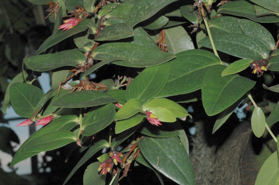 Ericaceae Macleania pentaptera