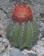 image of Melocactus matanzanus