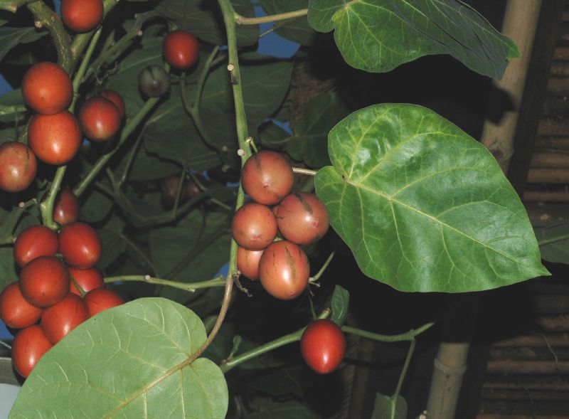 Solanaceae Cyphomandra crassicaulis