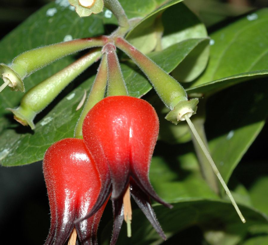 Ericaceae Ceratostema silvicola