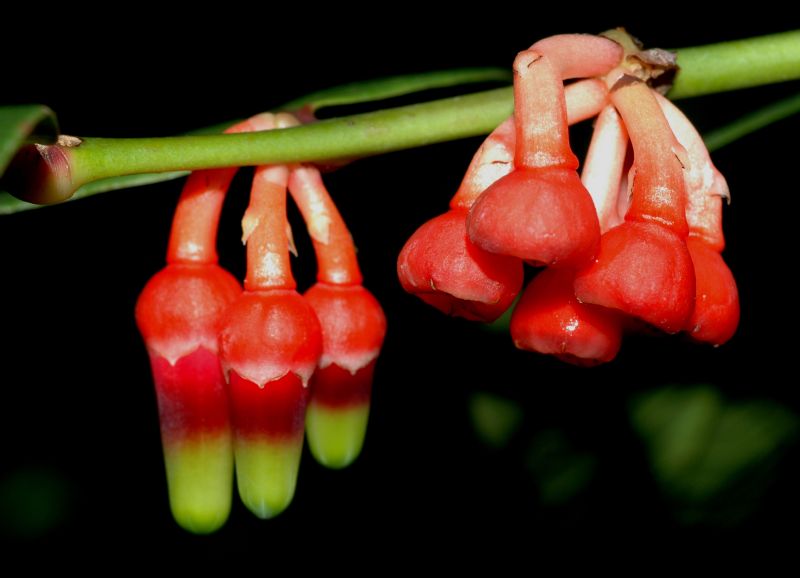 Ericaceae Psammisia sodiroi