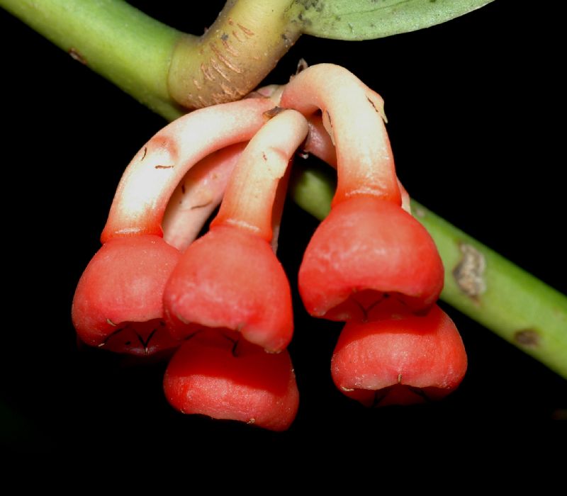 Ericaceae Psammisia sodiroi