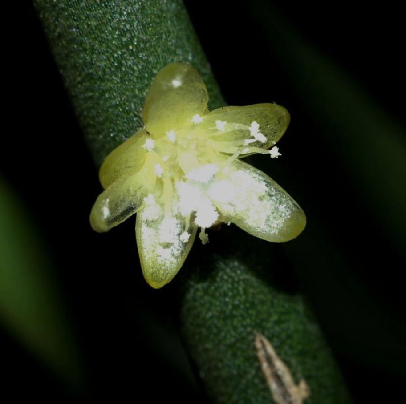 Cactaceae Rhipsalis floccosa