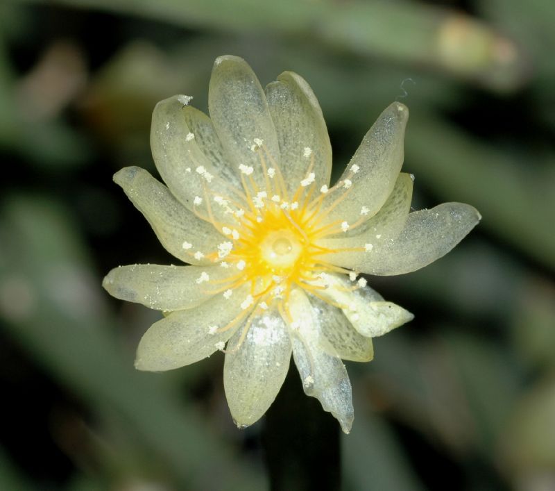 Cactaceae Rhipsalis neves-armondii