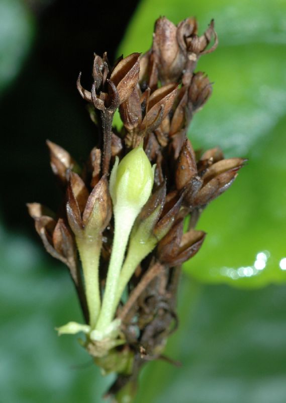 Plantaginaceae Tetranema roseum