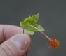 image of Abutilon peruvianum