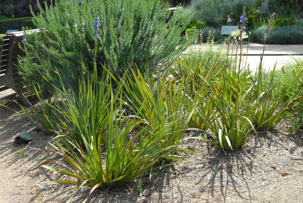 Iridaceae Aristea major